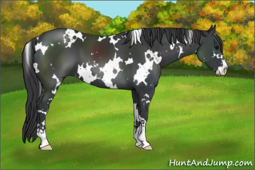 Horse Color: White Spotted Black Sabino 
