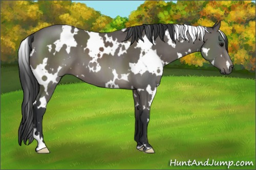 Horse Color: White Spotted Black 