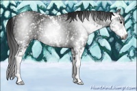 Horse Color:Gray Black Sabino