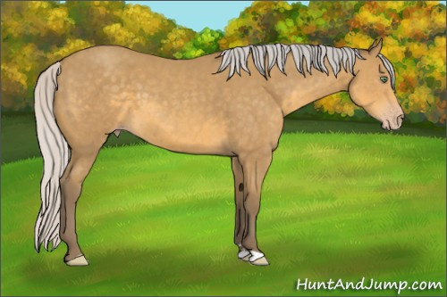 Horse Color: Silver Sable Cream Champagne Sabino 