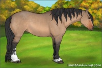 Horse Color:Bay Dun Sabino Rabicano