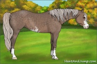 Horse Color:Silver Black Sabino 