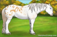 Horse Color:Buckskin Sabino Splash Blanket 