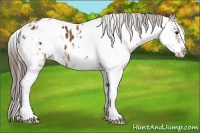 Horse Color:Bay Sabino Appaloosa 