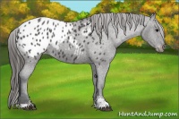 Horse Color:Black Sabino Appaloosa