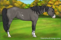 Horse Color:Grullo Sabino 