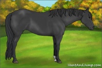 Horse Color:Black Sabino 