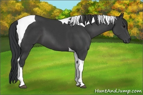 Horse Color: Black Sabino Tobiano 