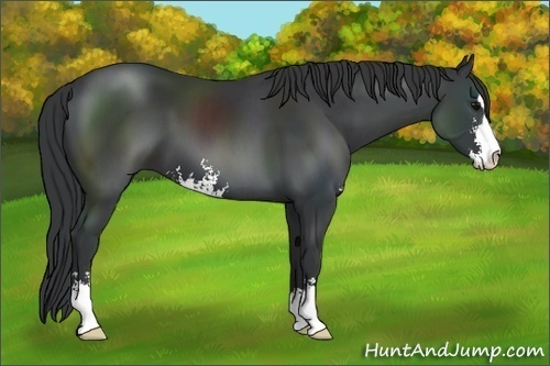 Horse Color: Black Sabino 