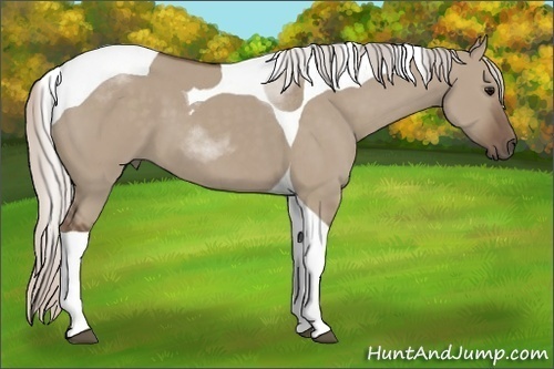 Horse Color: Silver Grullo Sabino Tobiano 