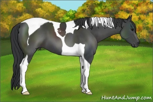 Horse Color: Black Tobiano 