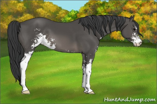 Horse Color: Black Sabino 