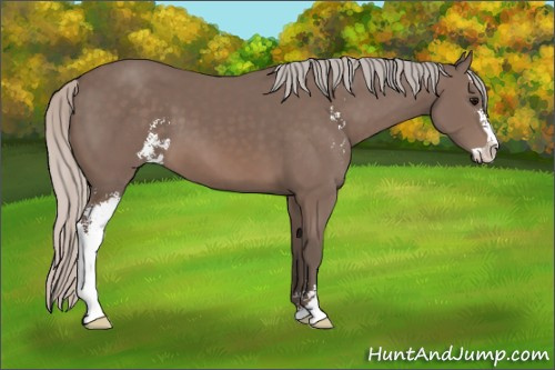 Horse Color: Silver Black Sabino 