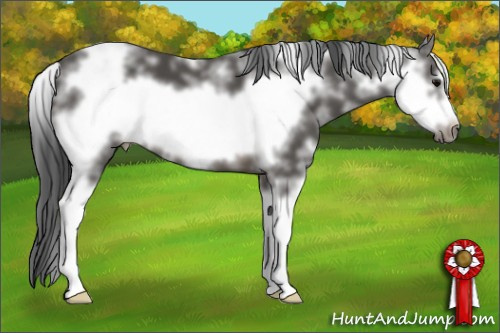 Horse Color: Black Sabino Frame 