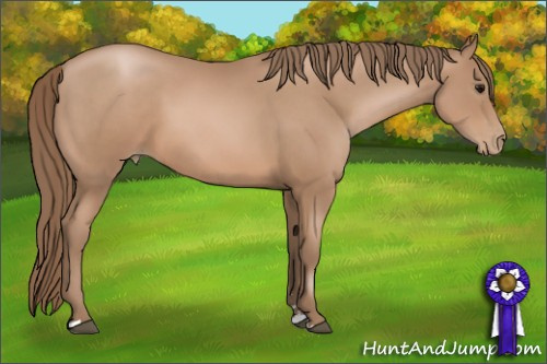 Horse Color: Black Pearl Sabino 