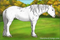 Horse Color:Black Sabino Appaloosa 
