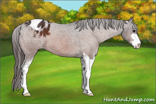 Horse Color: Brown Sabino Blanket 