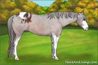 Horse Color:Bay Sabino Appaloosa