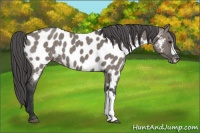Horse Color:Grullo Appaloosa 