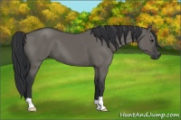 Horse Color:Grullo