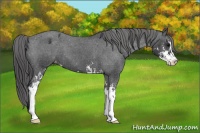 Horse Color:Black Sabino Appaloosa 