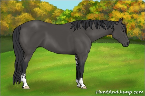 Horse Color: Black Sabino 