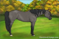 Horse Color:Grullo 