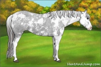 Horse Color:Black Sabino Appaloosa 