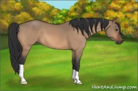 Horse Color:Bay Dun 