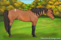 Horse Color:Bay Snowcap 