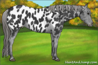 Horse Color:Black Appaloosa