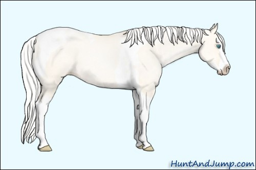 Horse Color: Unknown 