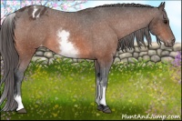 Horse Color:White Spotted Bay Appaloosa
