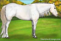 Horse Color:Buckskin Appaloosa