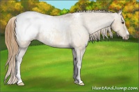 Horse Color:Buckskin Roan Dun Snowcap 
