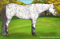 Horse Color:Brown Roan Dun Near Leopard 