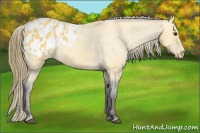 Horse Color:Buckskin Appaloosa