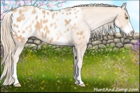 Horse Color:White Spotted Gold Champagne Blanket 