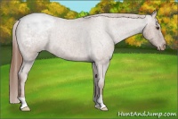 Horse Color:Red Roan Snowcap