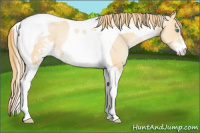 Horse Color:Smoky Black Pearl Sabino Tobiano 