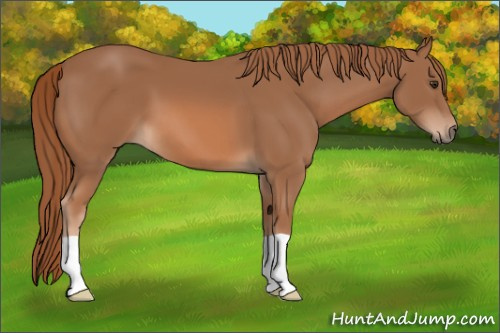 Horse Color: Chestnut 