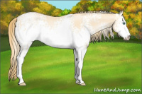 Horse Color:White Spotted Smoky Black Pearl Sabino 