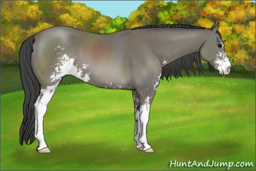 Horse Color: Black Sabino 