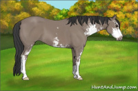 Horse Color:Black Sabino