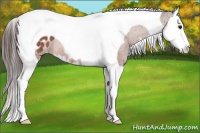 Horse Color:Bay Splash Tobiano Appaloosa Rabicano