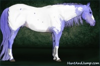 Horse Color:Watercolor Brown Appaloosa 