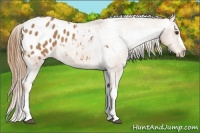 Horse Color:Chestnut Appaloosa