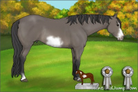Horse Color:Black Sabino Frame Rabicano 
