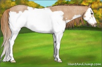 Horse Color:Red Roan Splash Frame 