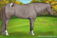 Horse Color:Liver Chestnut Appaloosa 